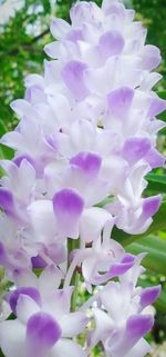 Close-up of pink flowers