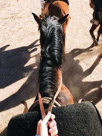 High angle view of hand holding a horse