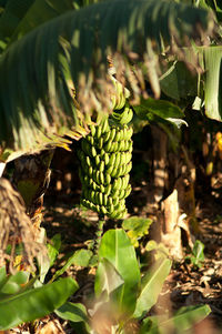 Close-up of plant growing on field