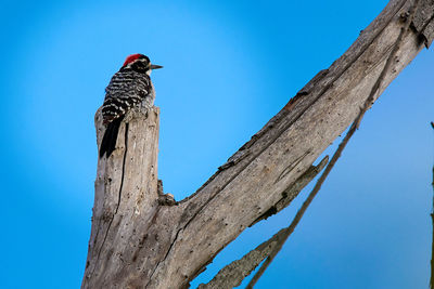 Low angle view of bird perching on tree against blue sky