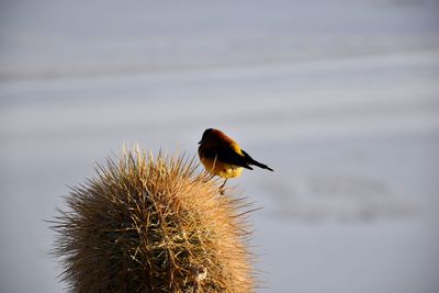 Close-up of bird perching on a plant