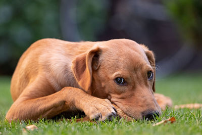 Dog lying on grass