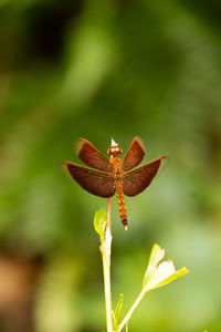 Close-up of insect on flower