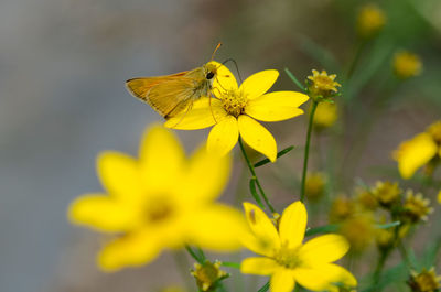 Close-up of butterfly pollinating on yellow flower