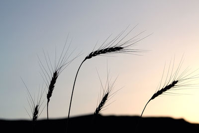 Close-up of silhouette plant on field against sky at sunset