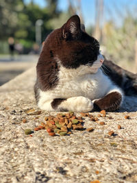 Close-up of a cat eating