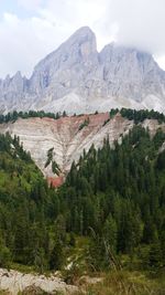 Scenic view of pine trees and mountains against sky