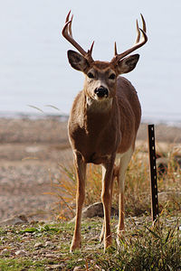 Portrait of deer standing on field