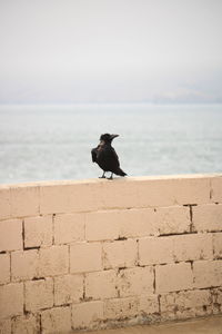 Dog looking at sea shore