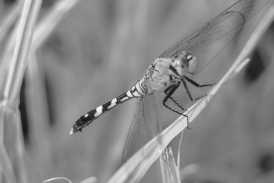 Close-up of dragonfly