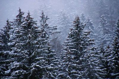 Snow covered pine trees in forest