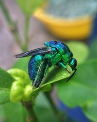 Close-up of insect on leaf