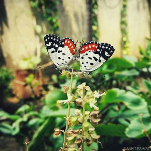 Close-up of butterfly perching on plant
