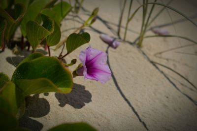 Close-up of flowers