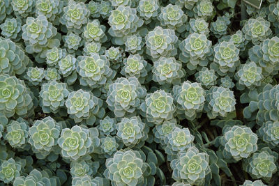 Full frame shot of green plants