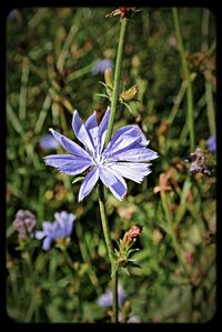 Close-up of purple flowers