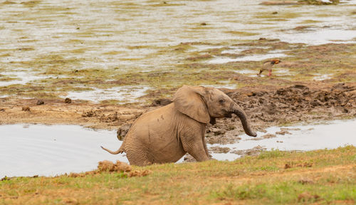 Elephant calf in the wild and savannah landscape of south africa