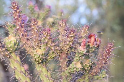 Close-up of insect on flower tree