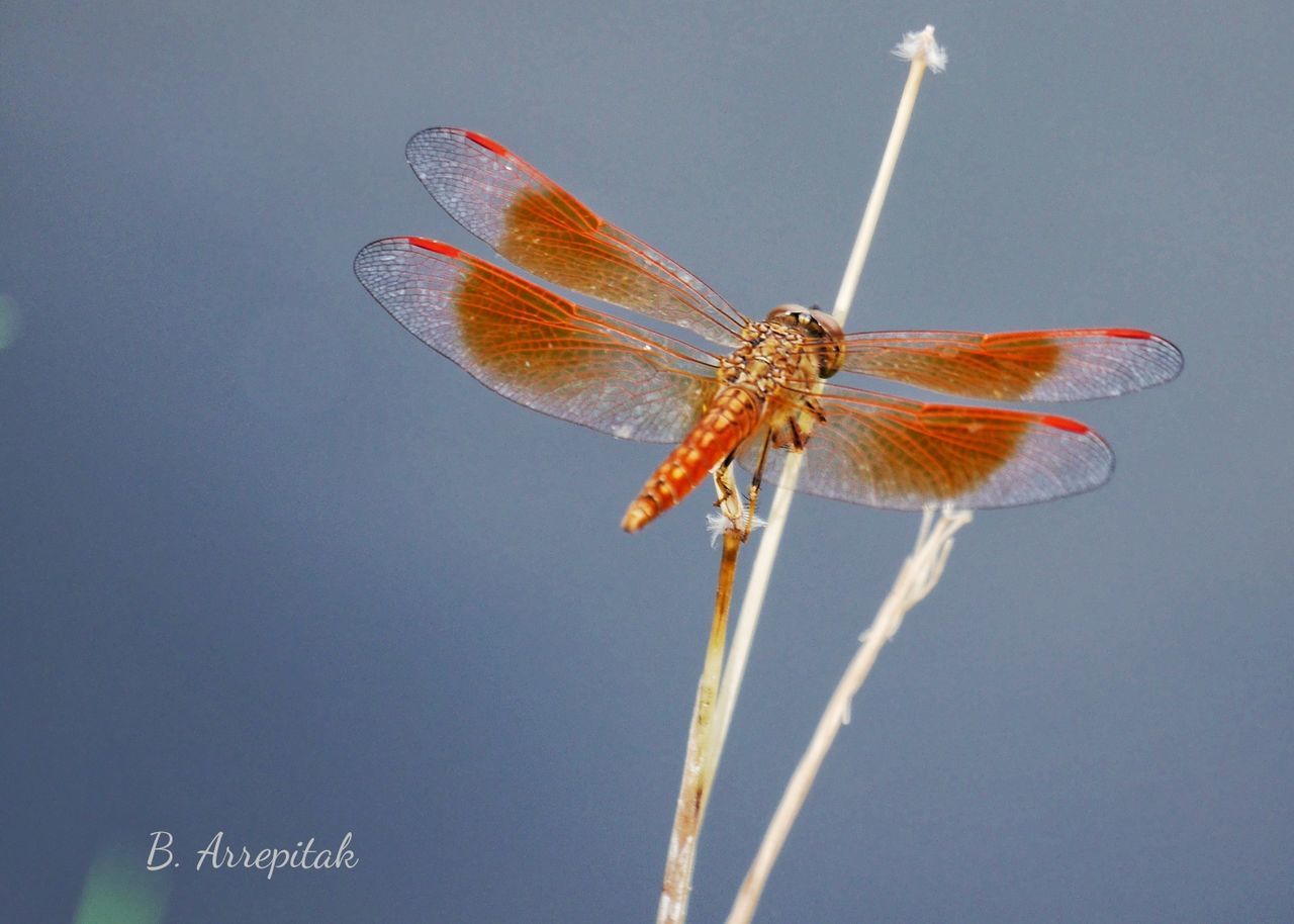 LOW ANGLE VIEW OF INSECT ON SKY