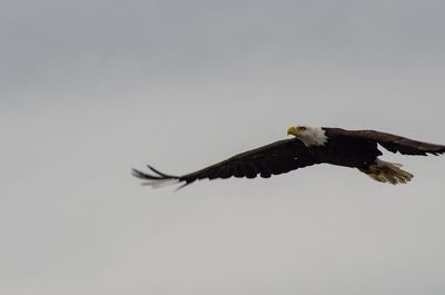Low angle view of eagle flying against clear sky