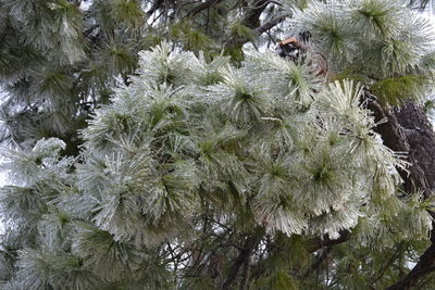 Close-up of pine tree