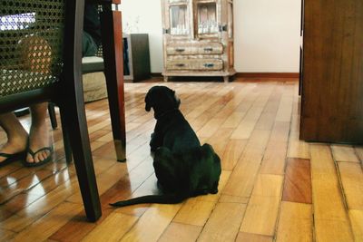 Cat sitting on floor