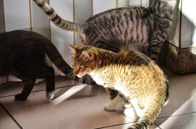 Cat sitting on floor
