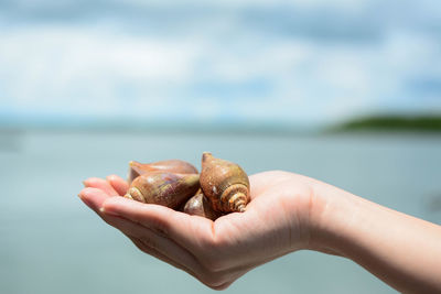 Close-up of hand holding crab by sea