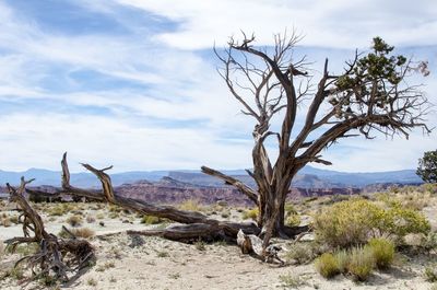 Bare tree on landscape against cloudy sky