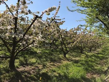 Low angle view of tree against sky