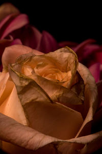 Close-up of rose