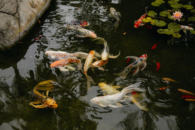 Close up of koi fish pond on a cloudy day.