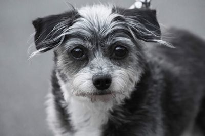 Close-up portrait of dog