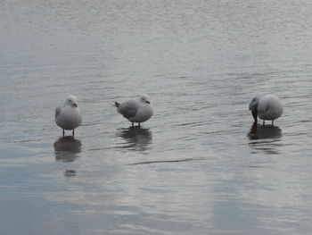Swans on lake