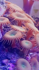 Close-up of coral in sea