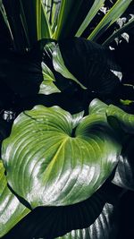 High angle view of potted plant leaves