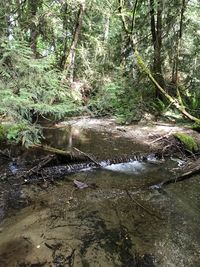 Scenic view of forest