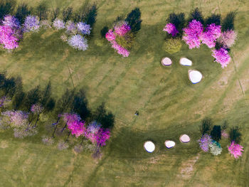 High angle view of pink flowering plants on land