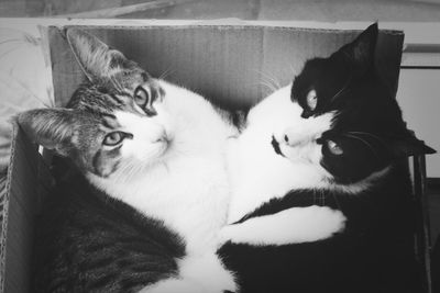 Portrait of cat lying on sofa