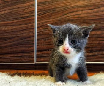 Close-up portrait of kitten