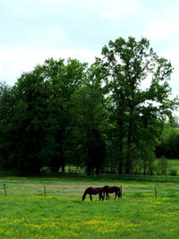 Horses grazing in a field