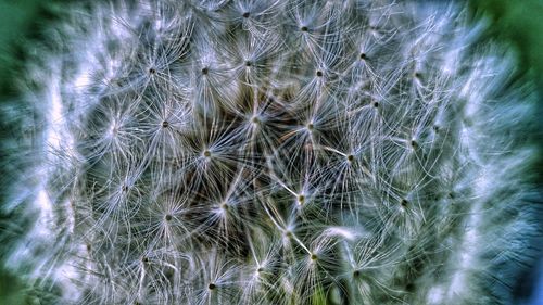 Full frame shot of dandelion