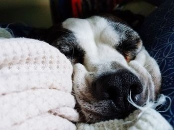 Close-up of dog sleeping at home