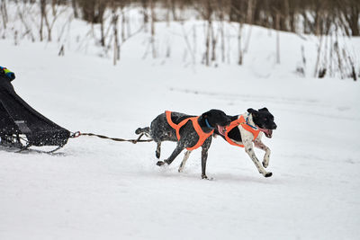 Running pointer dog on sled dog racing. winter dog sport sled team competition. english pointer dog