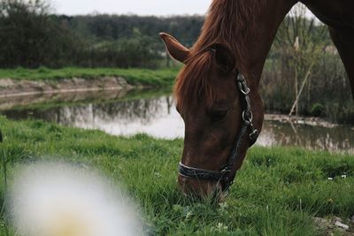 Close-up of a horse in the field