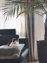 Cat on sofa