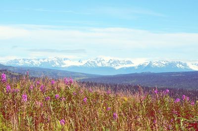 Close-up of flowers with mountain in background