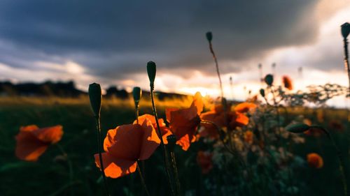 Close-up of flowers blooming on field against sky