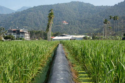 Scenic view of agricultural field