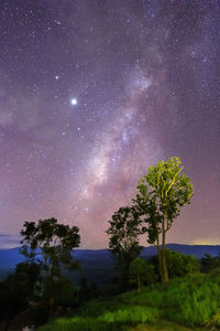 Trees against clear sky at night